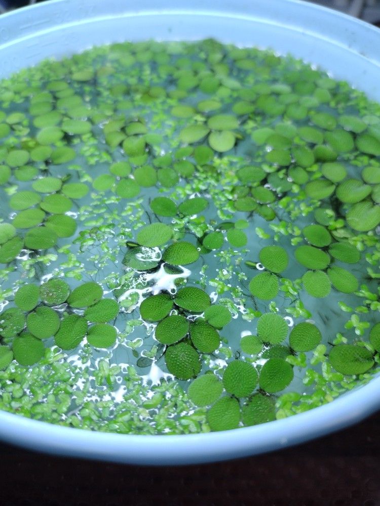 Aquarium Floating Plants
