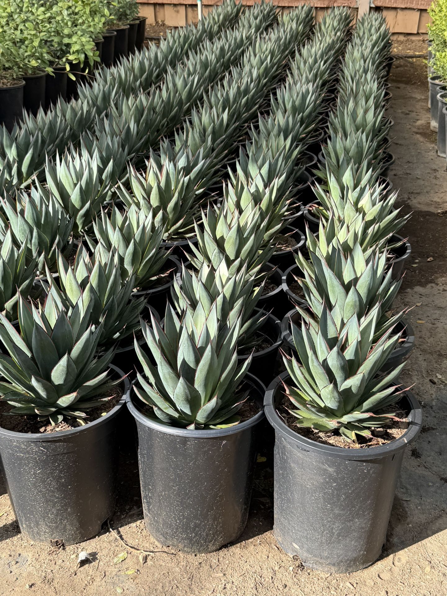 Blue Glow Agaves