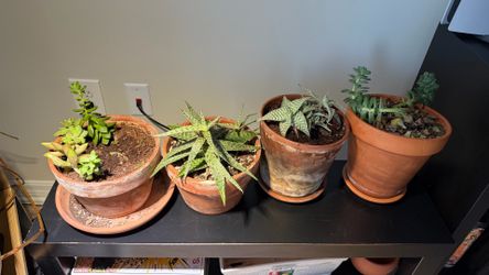 Succulents