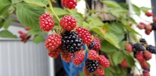 2 Giant Blackberry Rootball