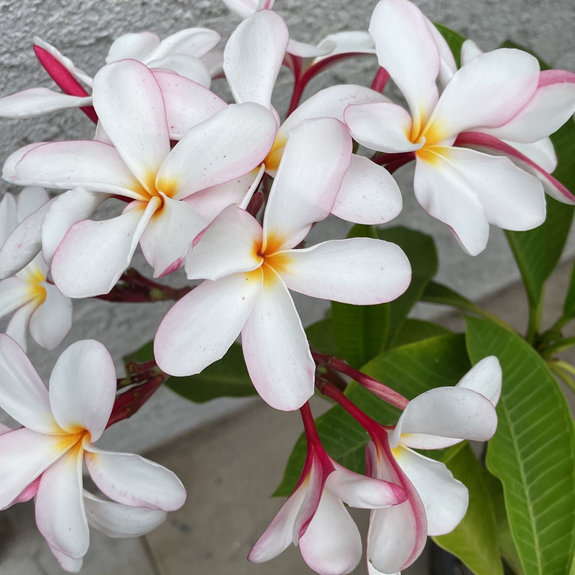 Plumeria for Sale in Cypress, CA OfferUp