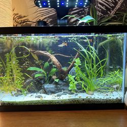 Fish Tank That Comes With Filter And $50+  Of Live Plants