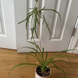Spider Plant