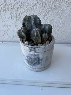 Euphorbia Horrida