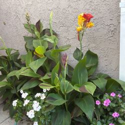 Cleopatra , Canna Lily, 