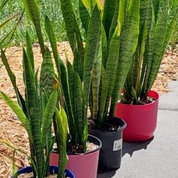 Snake Plant/Mother-in-law's Tongue Plants Gallon Pots ($7 each)