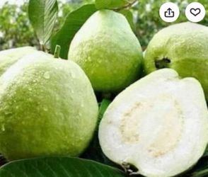 White Guava Tree