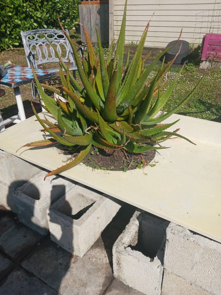 Aloe Plant In Sink