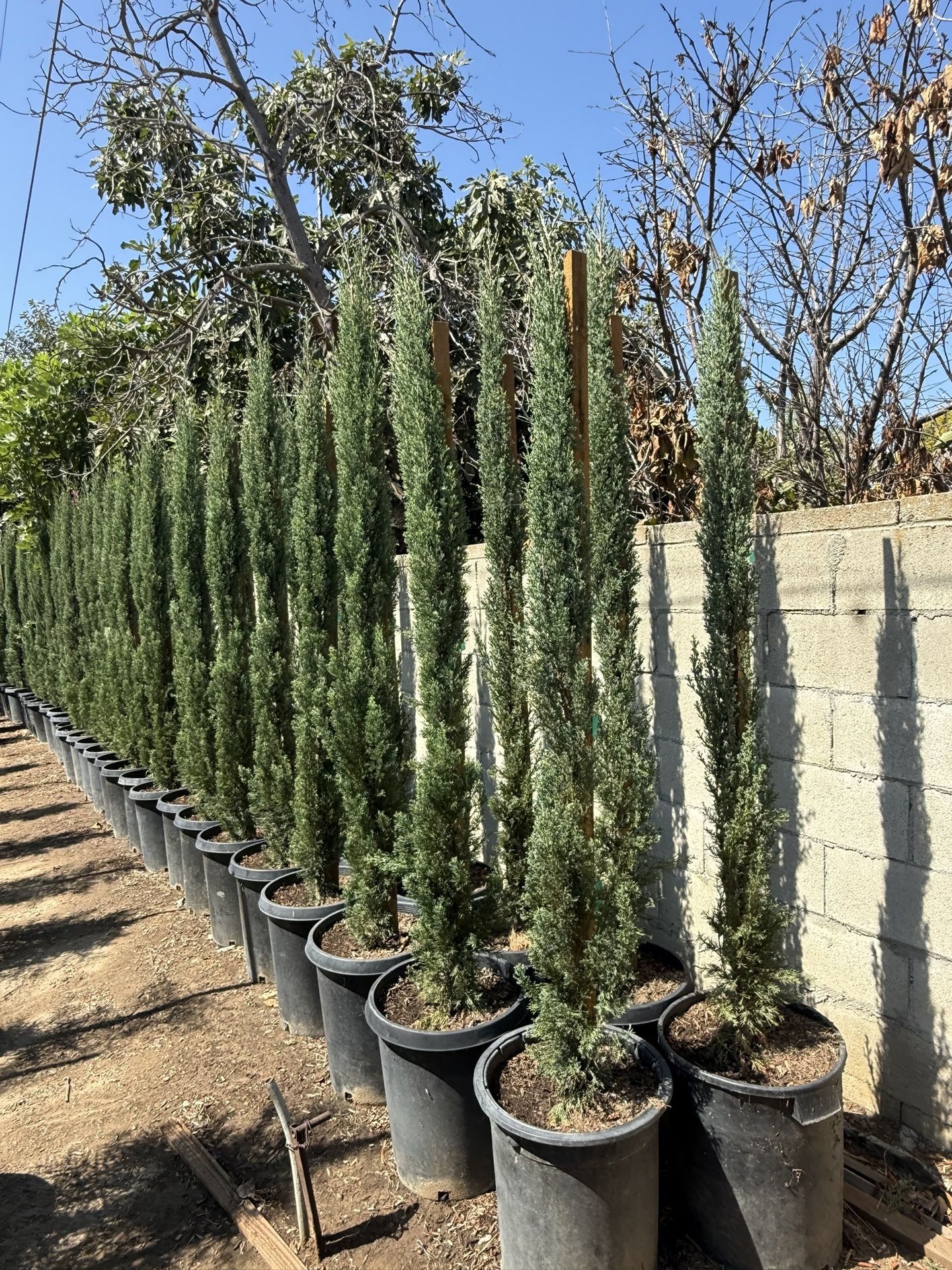 Italian Cypress