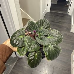 African Violet Blooming Purple Indoor Plant Very Pretty