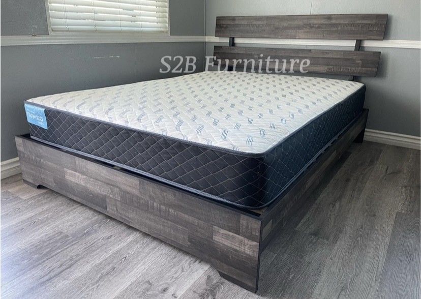 King Grey Aticus With Ortho Matres!!