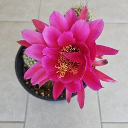 Cactus - will be Blooming in a few days