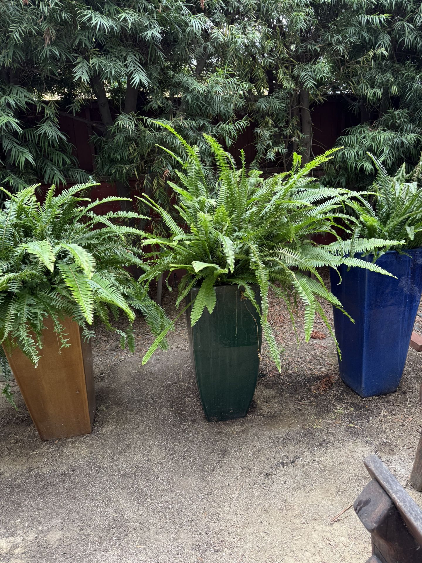 Three Fern In Multicolored Ceramic Pots
