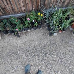 Plants For Sale 59th Avenue And McDowell Road