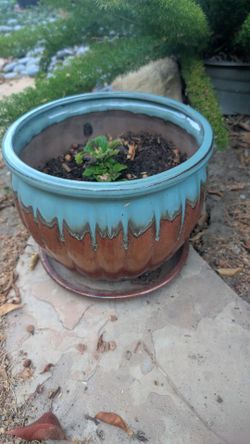 Planter and plant