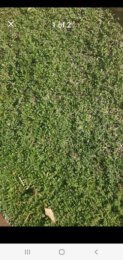 15 Lippia Flora Ground Cover Plugs