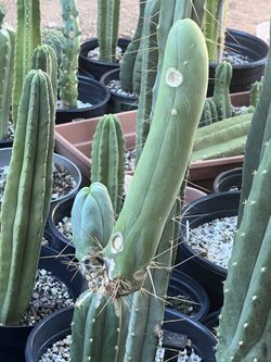 San Pedro Cactus TBM