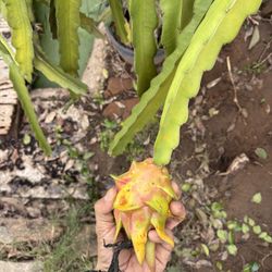 Dragon Fruit Cutting white Flesh 