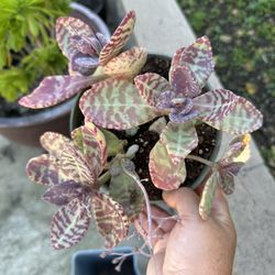 Kalanchoe Desert Surprise 