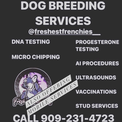 Progesterone testing pg test ultrasound Tci ai reverse deworming victors hi pro plus kennels crates puppies liquid gold dyne pets dogs