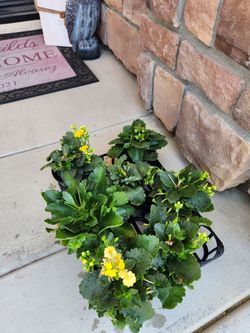 7- 4 inch  kalanchoes $10 for all 7