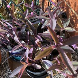 Tradescantia - Purple Heart Plant $5