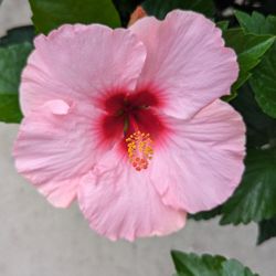 Pink Hibiscus Flower Plant, Rooted