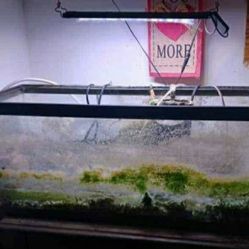 20 Gallon Fish Tank Set up 