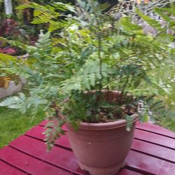 Fern Plant