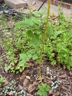 Free tree saplings