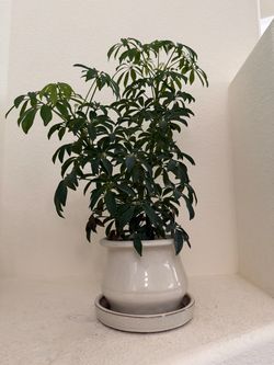 Schefflera Plant in Ceramic Pot