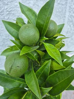Orange tree with fruit