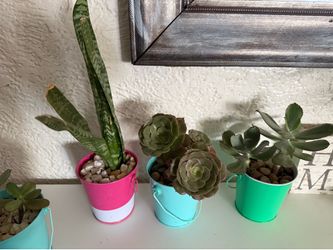 Suculentas