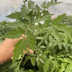 ORGANIC TOMATO PLANTS grown here by a Master Gardener to PRODUCE HERE..