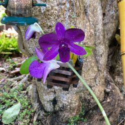 Blooming Dark Purple Airy Blue Dendrobium Orchid
