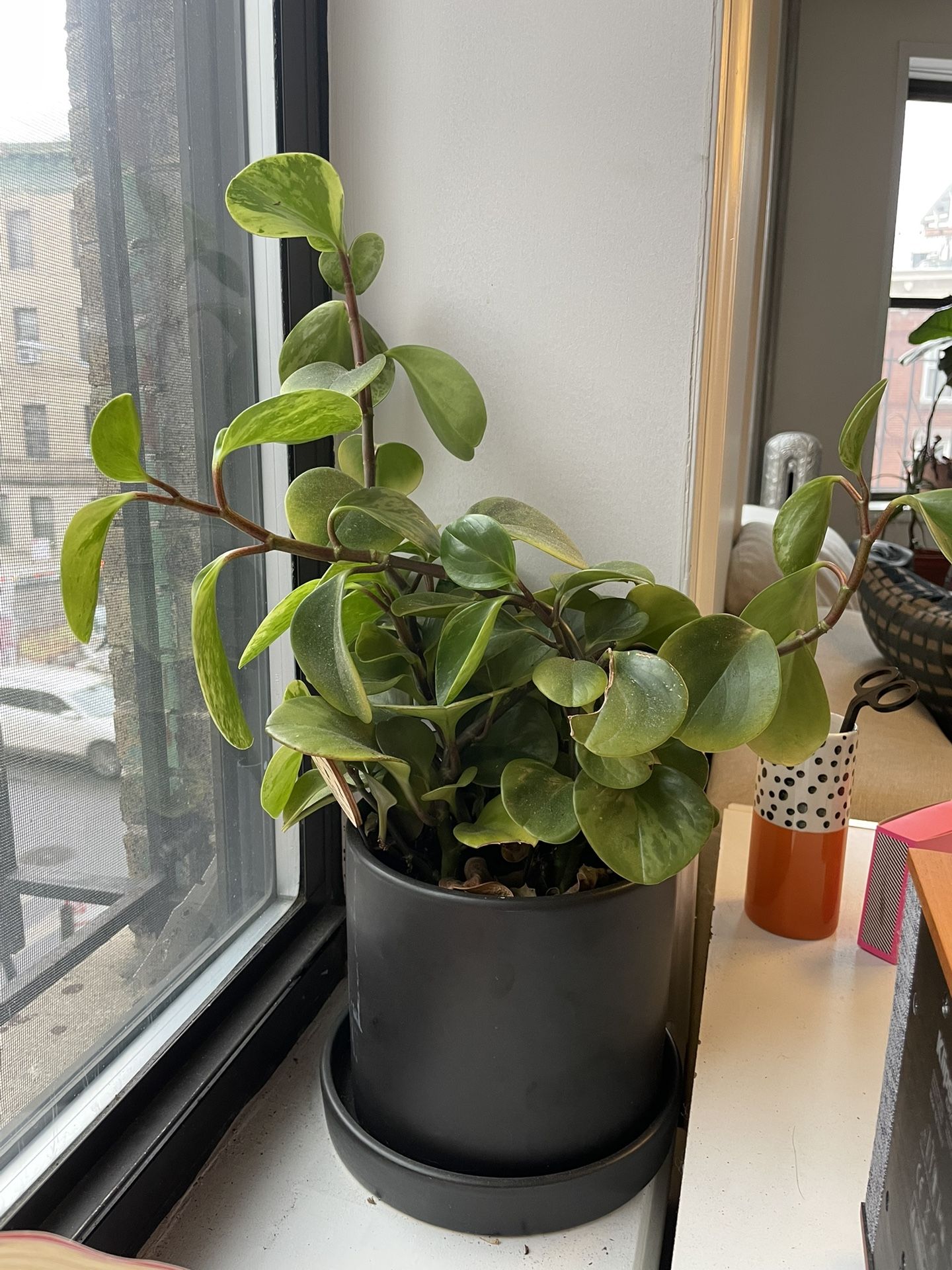 17" tall peperomia + 7" Ceramic Pot & Saucer