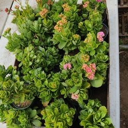 Sm Flowering Succulent $3 Each 