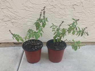 African Blue Basil Plant in 6” Pot, Pollinator Magnet