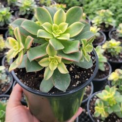 Kiwi Aeonium In 6" Or 4" Pot