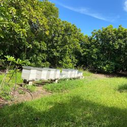 Colmena Listas Para Producir 