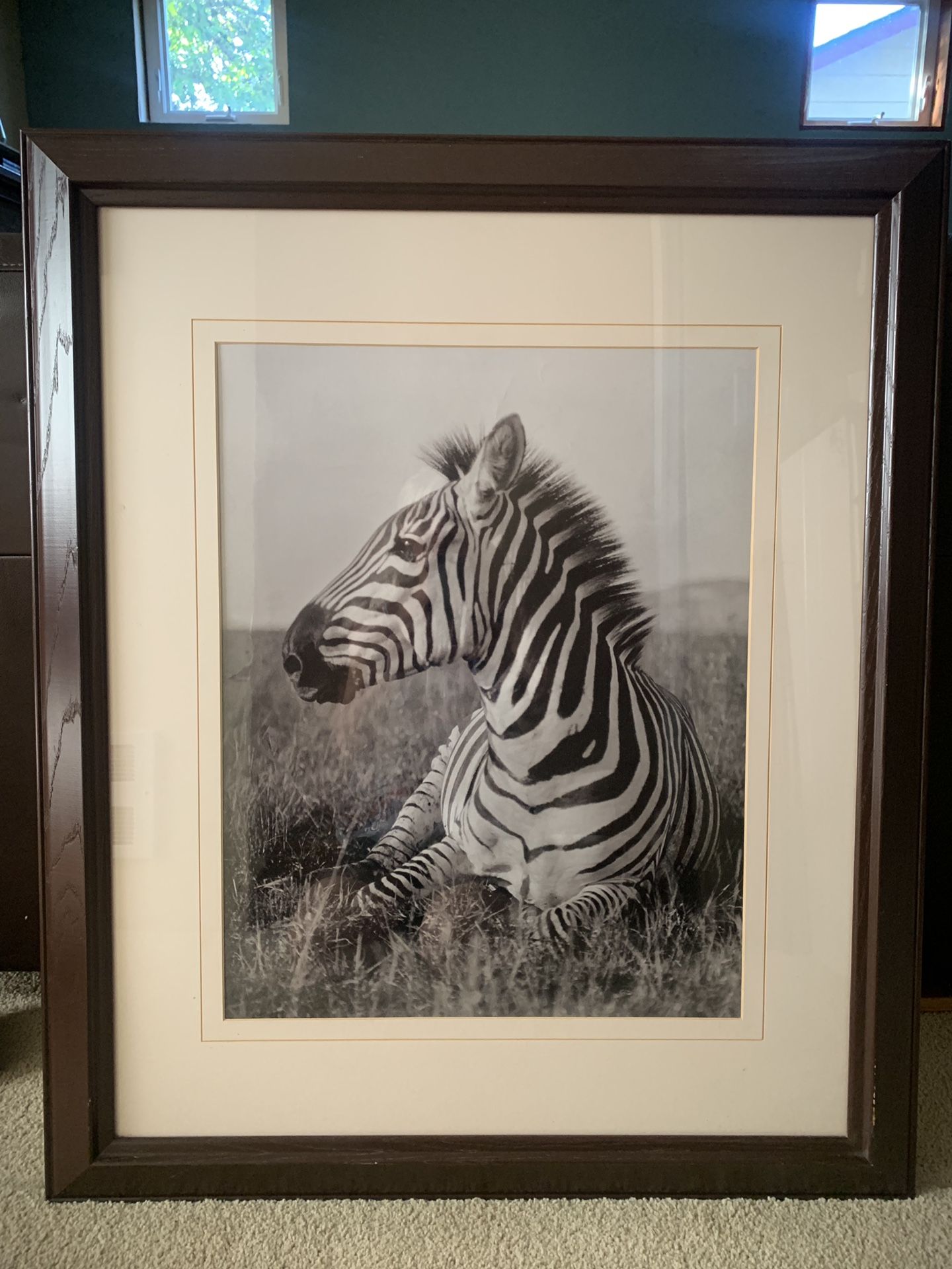 Zebra Photo - Framed Art