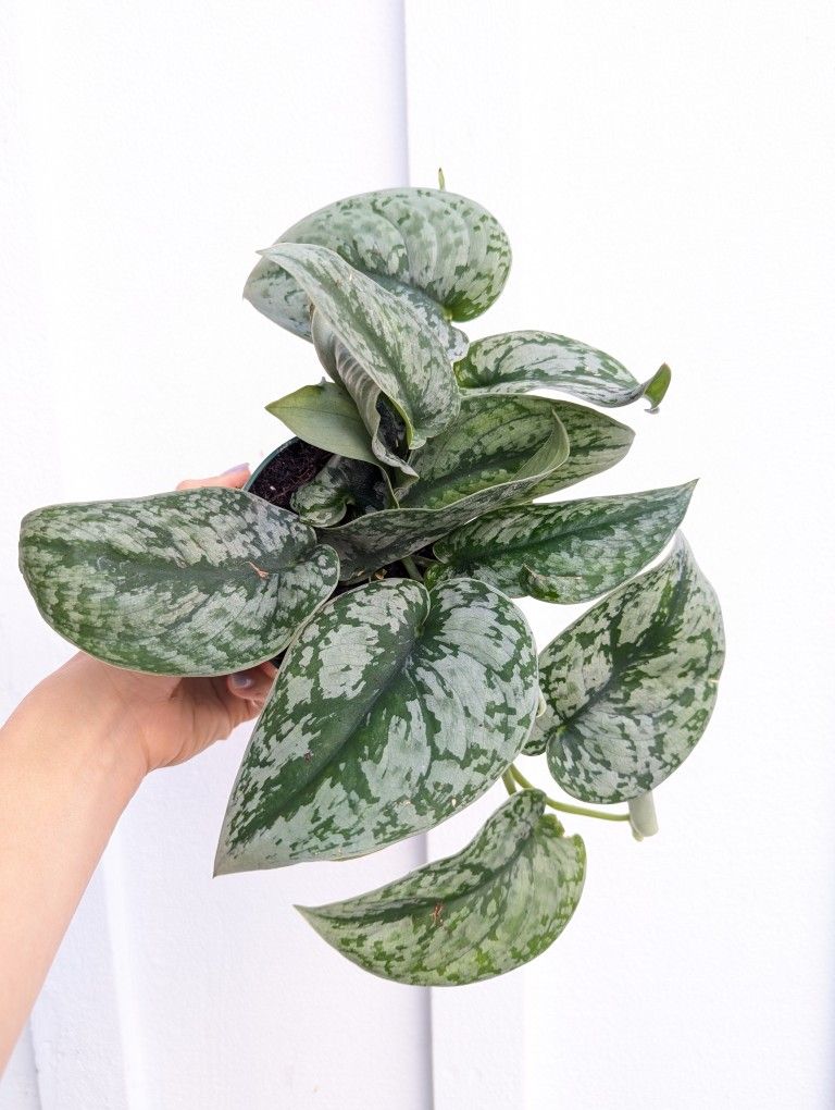 Scindapsus Pictus Exotica Silver Satin Pothos Plant 4" Pot - Indoor House Plants