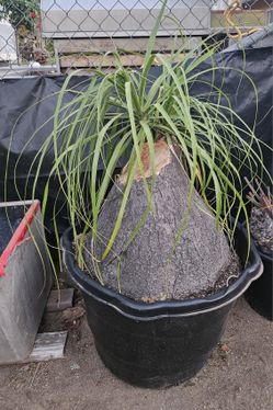 Beaucarnea recurvata