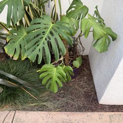 Adult Monstera Deliciosa in 12” Glazed Ceramic Pot