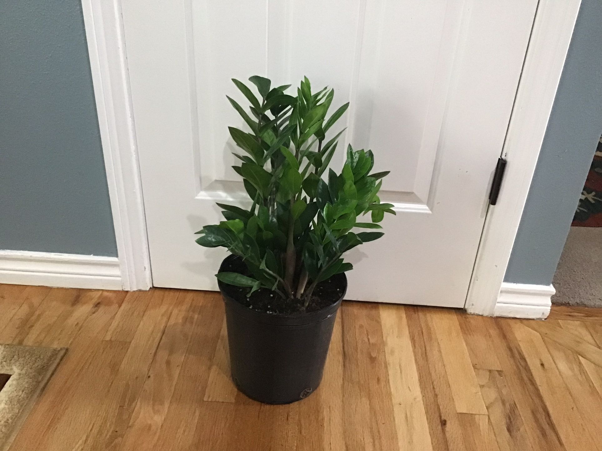 Plant