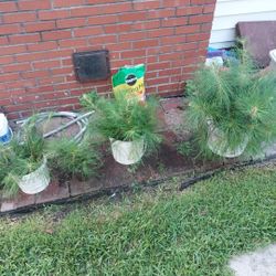 PINE TREES