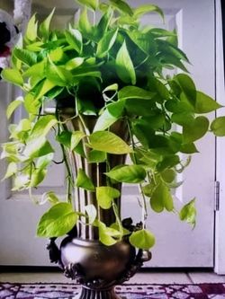 $39 Each Beautiful Plant