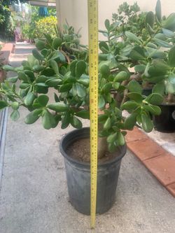 Large 30” Tall Potted Lucky Jade Succulent Plant 🌱 Money Tree