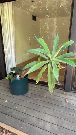 Foxtail Agave plant