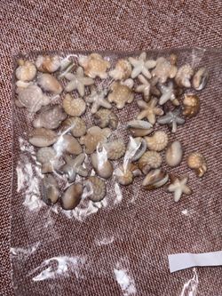 Mini shells for necklace or bracelet